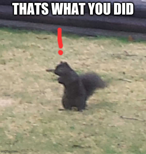 Can you imagine what this squirrel has done? Just imagine!!! | THATS WHAT YOU DID | image tagged in squirrel,the horror | made w/ Imgflip meme maker