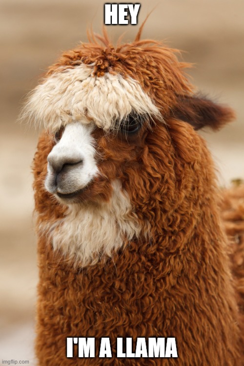 LLAMA |  HEY; I'M A LLAMA | image tagged in llama,llamas | made w/ Imgflip meme maker