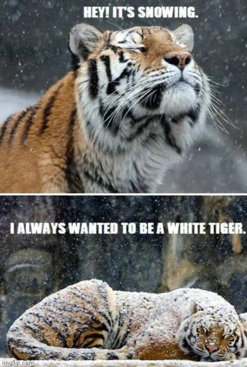 image tagged in tiger puns | made w/ Imgflip meme maker