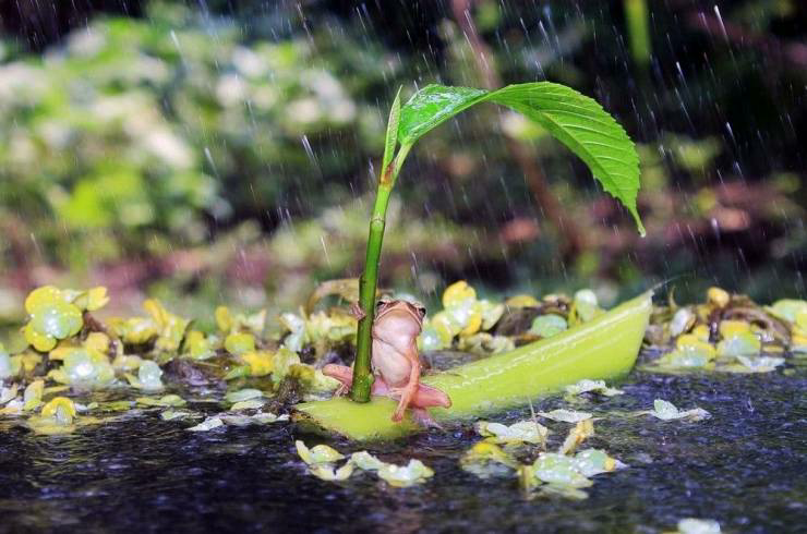 Frog boat in rain Blank Meme Template