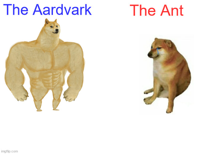 Buff Doge vs. Cheems Meme | The Aardvark The Ant | image tagged in memes,buff doge vs cheems | made w/ Imgflip meme maker