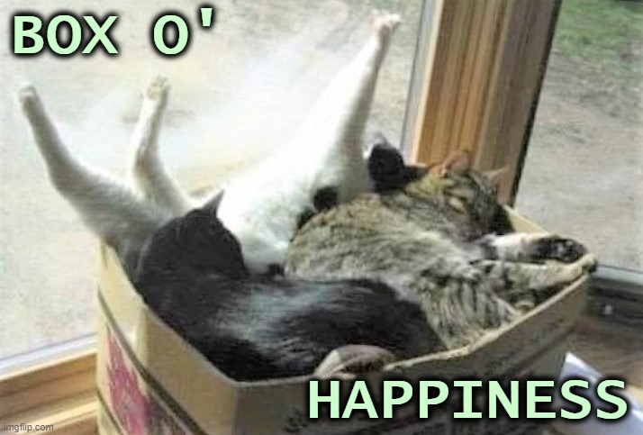 A larger, nicer box was ignored in favor of this old, familiar hang-out. | BOX O'; HAPPINESS | image tagged in cats,box,together,happy | made w/ Imgflip meme maker