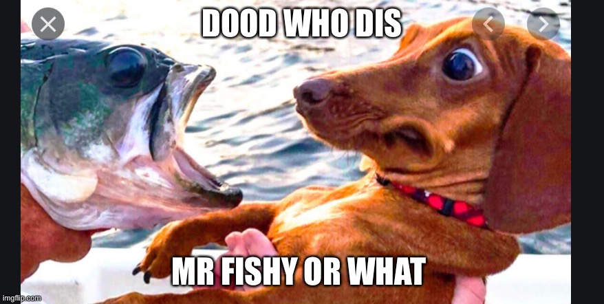 Fishy | DOOD WHO DIS; MR FISHY OR WHAT | image tagged in dogs | made w/ Imgflip meme maker