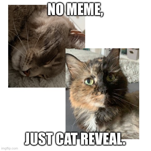 Cat Reveal Heck Yes | NO MEME, JUST CAT REVEAL. | image tagged in meow,cats,i love cats | made w/ Imgflip meme maker