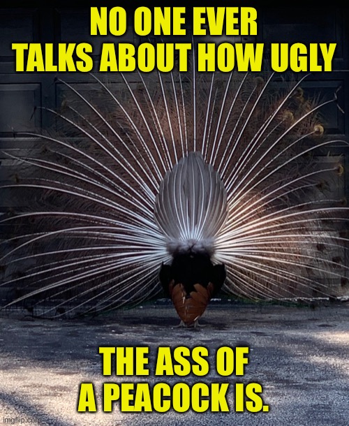 Wisdom | NO ONE EVER TALKS ABOUT HOW UGLY; THE ASS OF A PEACOCK IS. | image tagged in wisdom,words of wisdom,philosophy,funny,funny memes | made w/ Imgflip meme maker