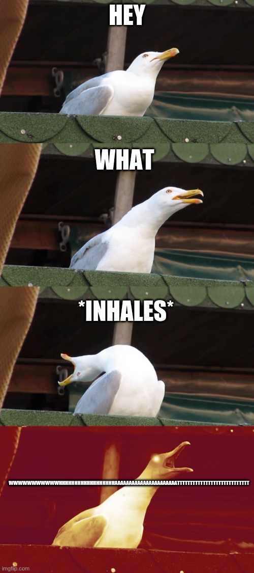 i cant hear you | HEY; WHAT; *INHALES*; WWWWWWWWWWWHHHHHHHHHHHHHHHHHHAAAAAAAAAAAAAAAAAAAAAATTTTTTTTTTTTTTTTTTTTTTTTTTTT | image tagged in laughing seagull | made w/ Imgflip meme maker