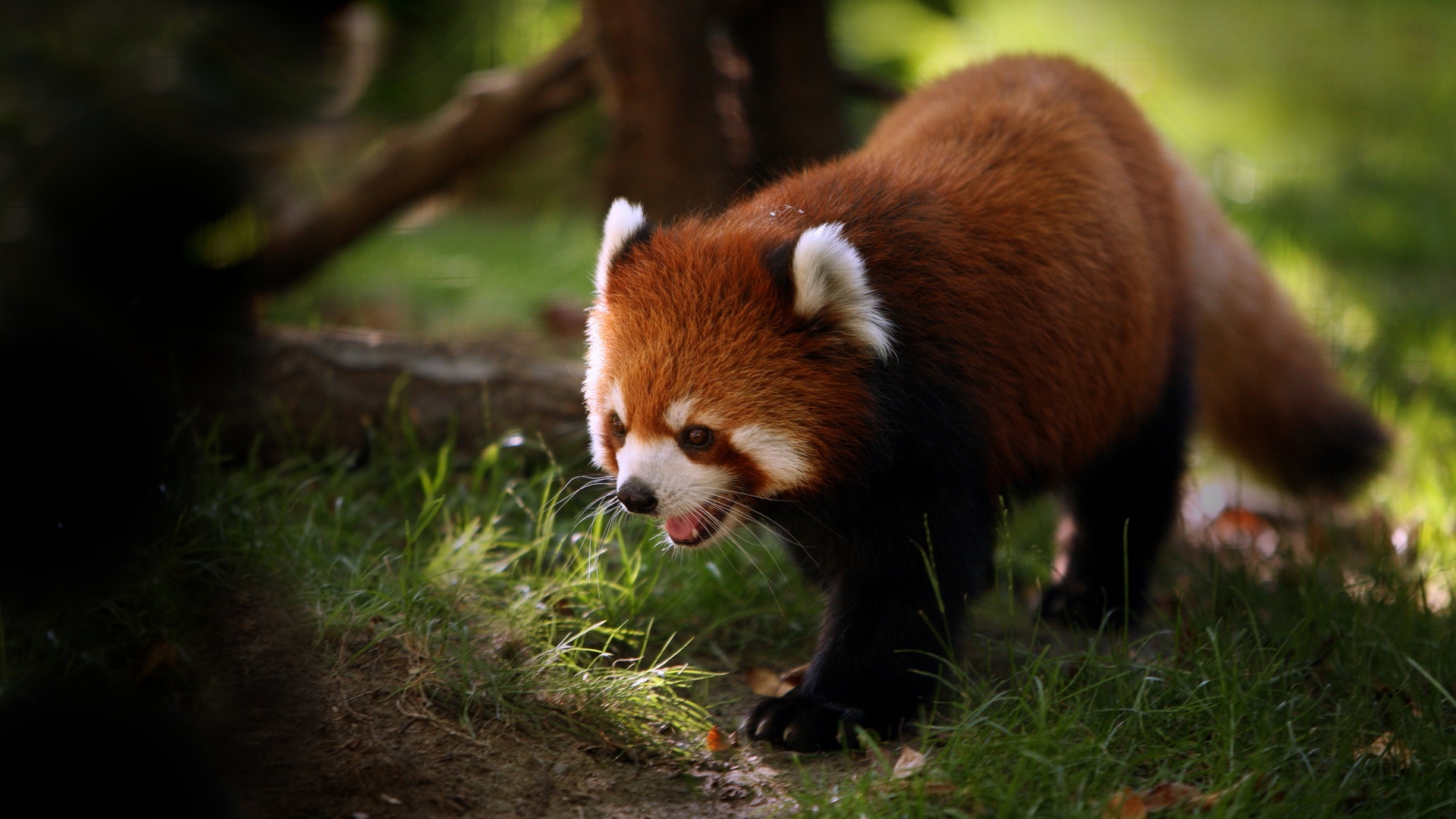 image tagged in animals,photography