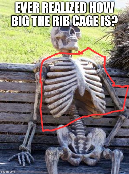 ? | EVER REALIZED HOW BIG THE RIB CAGE IS? | image tagged in memes,waiting skeleton | made w/ Imgflip meme maker