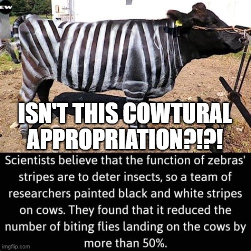 ISN'T THIS COWTURAL APPROPRIATION?!?! | image tagged in cow,zebra | made w/ Imgflip meme maker
