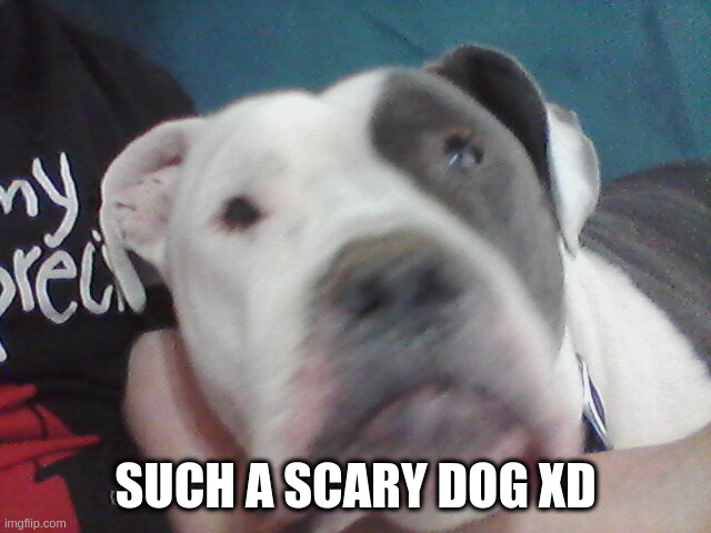 SUCH A SCARY DOG XD | made w/ Imgflip meme maker