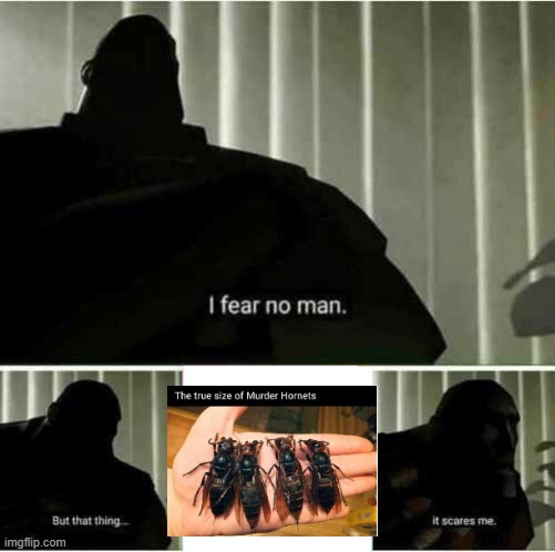 I dont mind bugs but murder hornets.... | image tagged in i fear no man | made w/ Imgflip meme maker