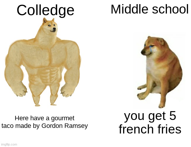 Truth | Colledge; Middle school; Here have a gourmet taco made by Gordon Ramsey; you get 5 french fries | image tagged in memes,buff doge vs cheems | made w/ Imgflip meme maker