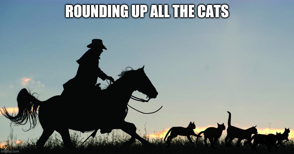 Herding cats is my job | ROUNDING UP ALL THE CATS | image tagged in herding cats is my job | made w/ Imgflip meme maker