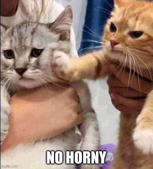 No horny cat | NO HORNY | image tagged in no horny cat | made w/ Imgflip meme maker