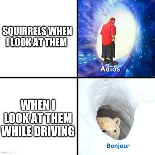 Squirrels | SQUIRRELS WHEN I LOOK AT THEM; WHEN I LOOK AT THEM WHILE DRIVING | image tagged in adios bonjour | made w/ Imgflip meme maker