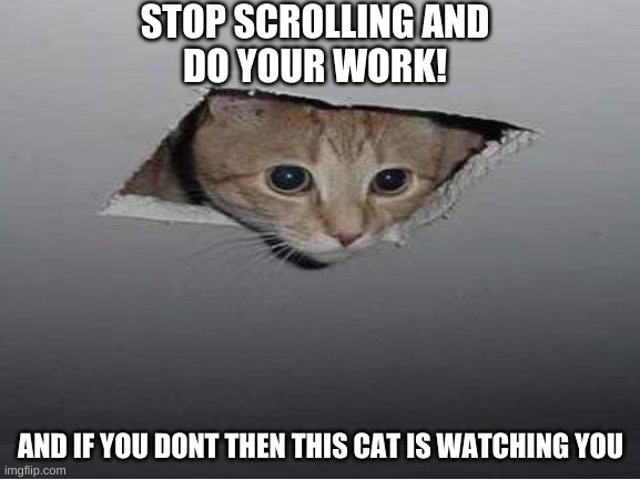 DO! IT! NOW! | STOP SCROLLING AND
DO YOUR WORK! AND IF YOU DONT THEN THIS CAT IS WATCHING YOU | image tagged in gif,not a gif,meme,not a meme | made w/ Imgflip meme maker