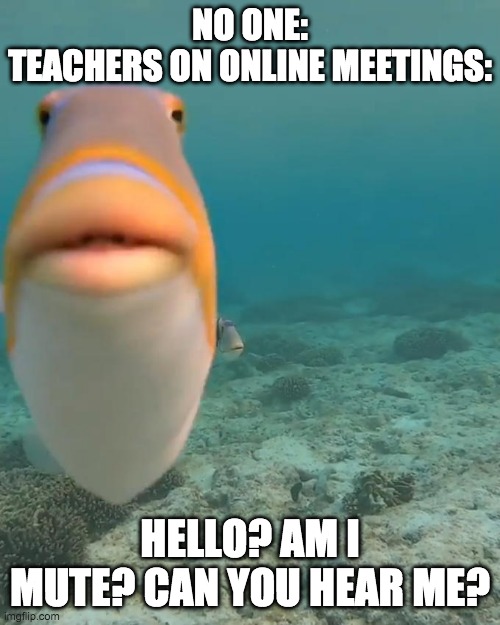Teachers be like | NO ONE:
TEACHERS ON ONLINE MEETINGS:; HELLO? AM I MUTE? CAN YOU HEAR ME? | image tagged in staring fish | made w/ Imgflip meme maker