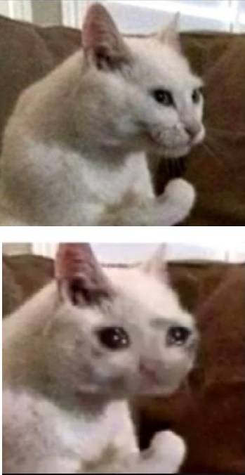 High Quality succesful sad cat Blank Meme Template