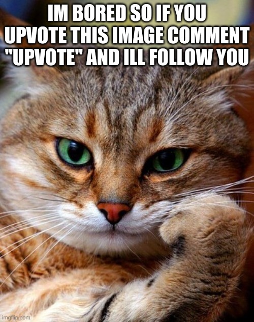 bored cat | IM BORED SO IF YOU UPVOTE THIS IMAGE COMMENT "UPVOTE" AND ILL FOLLOW YOU | image tagged in bored cat | made w/ Imgflip meme maker