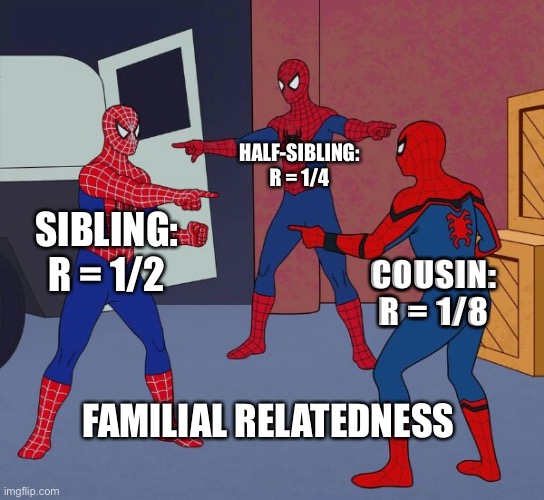 Spider Man Triple | HALF-SIBLING: R = 1/4; SIBLING: R = 1/2; COUSIN: R = 1/8; FAMILIAL RELATEDNESS | image tagged in spider man triple | made w/ Imgflip meme maker