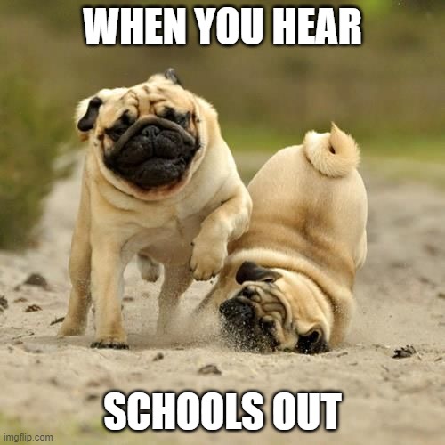 RUN! pugs | WHEN YOU HEAR; SCHOOLS OUT | image tagged in run pugs,school,stampeed,pugs | made w/ Imgflip meme maker