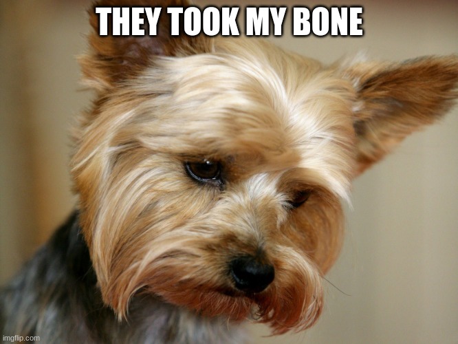 Vegan yorkie | THEY TOOK MY BONE | image tagged in vegan yorkie | made w/ Imgflip meme maker