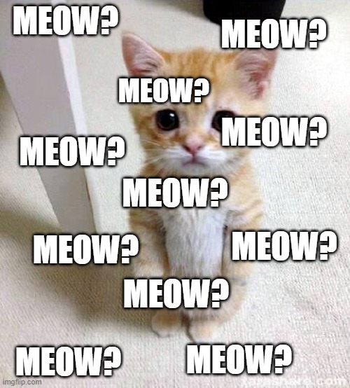 Meow? | MEOW? MEOW? MEOW? MEOW? MEOW? MEOW? MEOW? MEOW? MEOW? MEOW? MEOW? | image tagged in memes,cute cat,meow | made w/ Imgflip meme maker