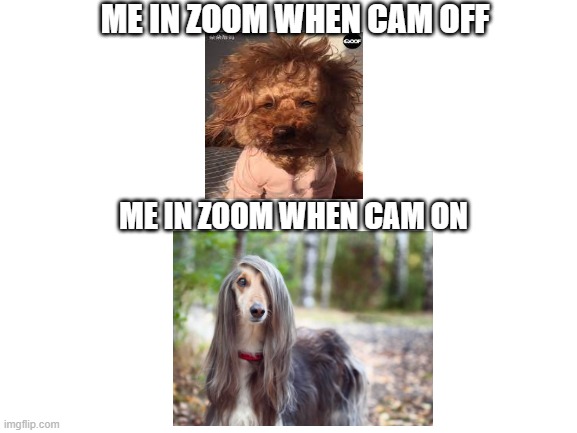 When cam is on and off in zoom be like. | ME IN ZOOM WHEN CAM OFF; ME IN ZOOM WHEN CAM ON | image tagged in dogs,hair,zoom | made w/ Imgflip meme maker