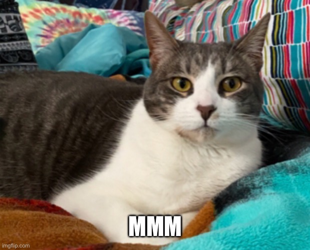 Sassy kat | MMM | image tagged in cats,sassy | made w/ Imgflip meme maker