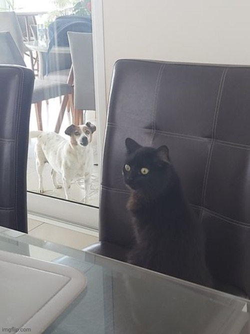 image tagged in TemplateMemes | made w/ Imgflip meme maker