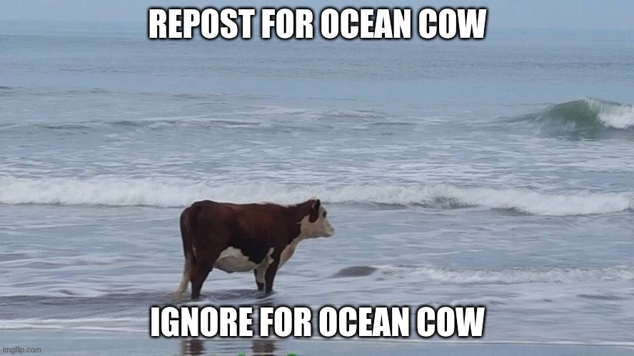 daily ocean cow post . - . | REPOST FOR OCEAN COW; IGNORE FOR OCEAN COW | image tagged in ocean cow,is,god | made w/ Imgflip meme maker