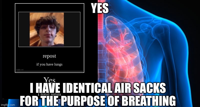 lungs | YES; I HAVE IDENTICAL AIR SACKS FOR THE PURPOSE OF BREATHING | image tagged in lungs | made w/ Imgflip meme maker