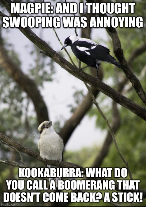 Australia | MAGPIE: AND I THOUGHT SWOOPING WAS ANNOYING; KOOKABURRA: WHAT DO YOU CALL A BOOMERANG THAT DOESN’T COME BACK? A STICK! | image tagged in funny | made w/ Imgflip meme maker