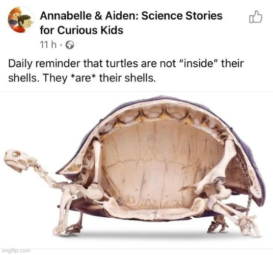 I did NOT need to know that | image tagged in memes,turtle,wtf | made w/ Imgflip meme maker