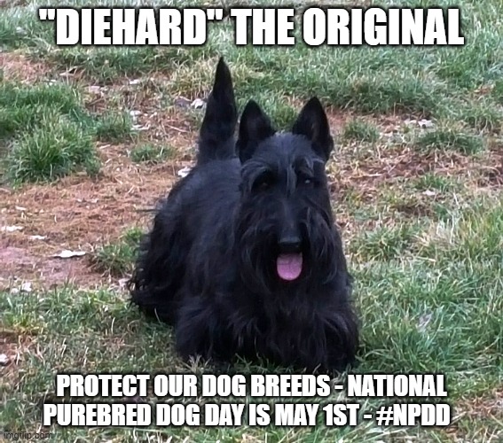 "DIEHARD" THE ORIGINAL; PROTECT OUR DOG BREEDS - NATIONAL PUREBRED DOG DAY IS MAY 1ST - #NPDD | made w/ Imgflip meme maker