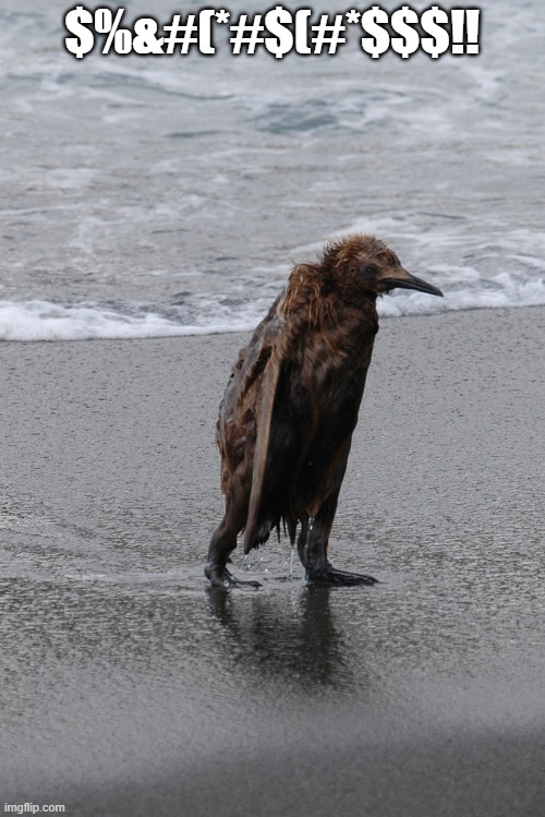 wet penguin | $%&#(*#$(#*$$$!! | image tagged in wet penguin | made w/ Imgflip meme maker