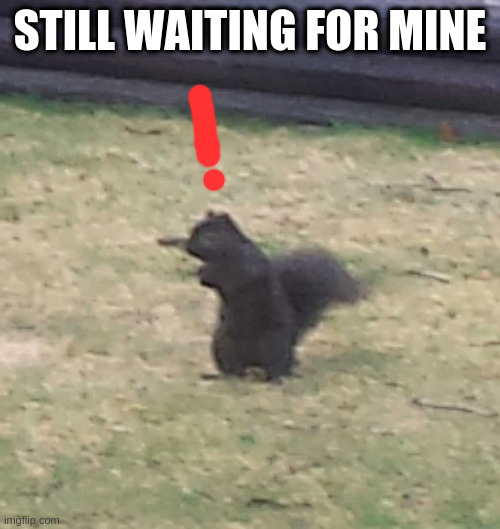 Squirrel! | STILL WAITING FOR MINE | image tagged in squirrel | made w/ Imgflip meme maker