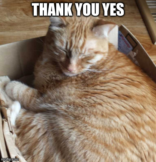 sleeping r***** | THANK YOU YES | image tagged in sleeping r | made w/ Imgflip meme maker
