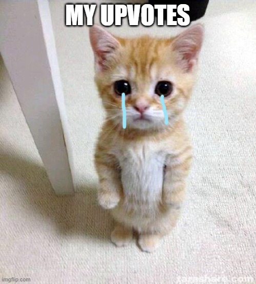 Cute Cat Meme | MY UPVOTES | image tagged in memes,cute cat | made w/ Imgflip meme maker