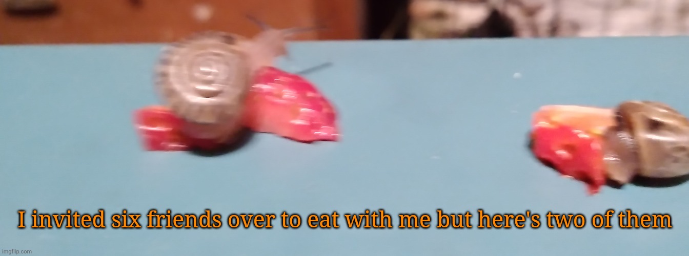Oh yeah six of them are garden snails | I invited six friends over to eat with me but here's two of them | image tagged in yes | made w/ Imgflip meme maker