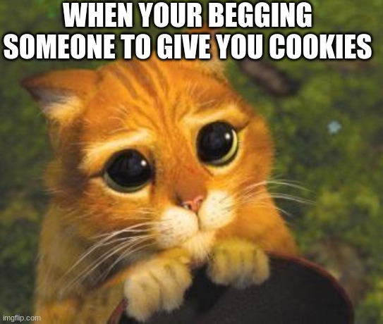 A cat Begging for cookies | WHEN YOUR BEGGING SOMEONE TO GIVE YOU COOKIES | image tagged in cute cat from shrek | made w/ Imgflip meme maker