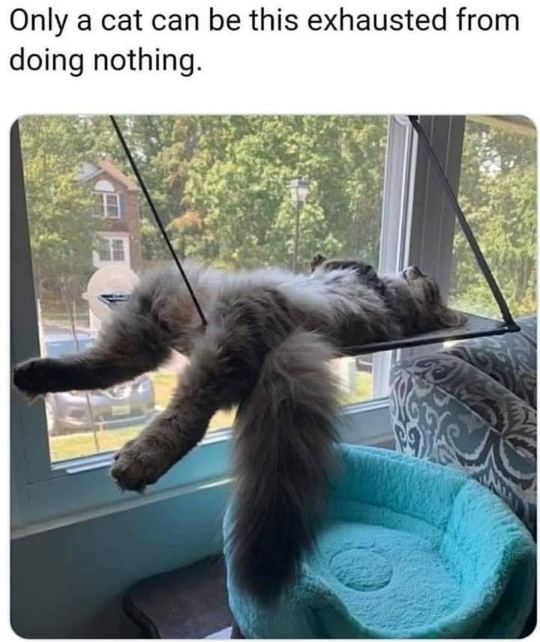 Cat sleeping exhausted from doing nothing edit Blank Meme Template