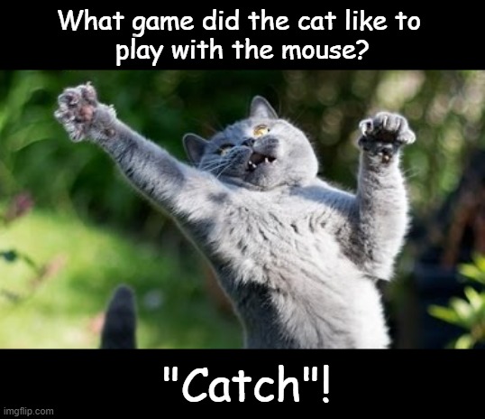 cat like to  play | What game did the cat like to 
play with the mouse? "Catch"! | image tagged in cat | made w/ Imgflip meme maker