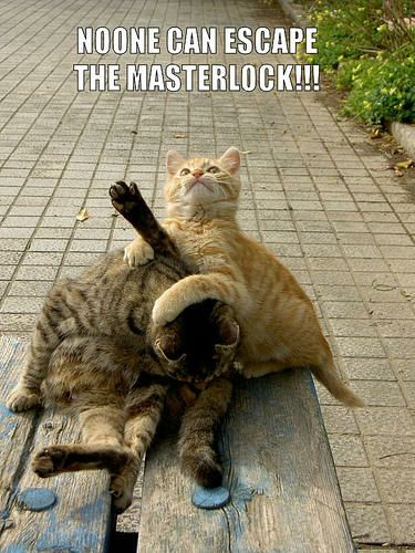 Cat's wrestling no one escapes the masterlock Blank Meme Template