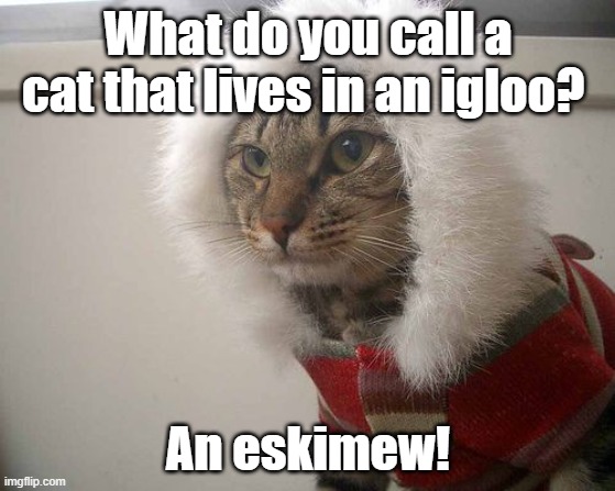 Eskimew | What do you call a cat that lives in an igloo? An eskimew! | image tagged in cats | made w/ Imgflip meme maker