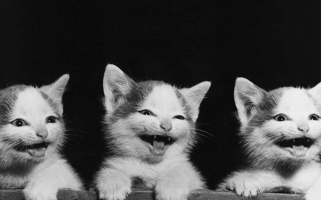 image tagged in animals,cats,kittens