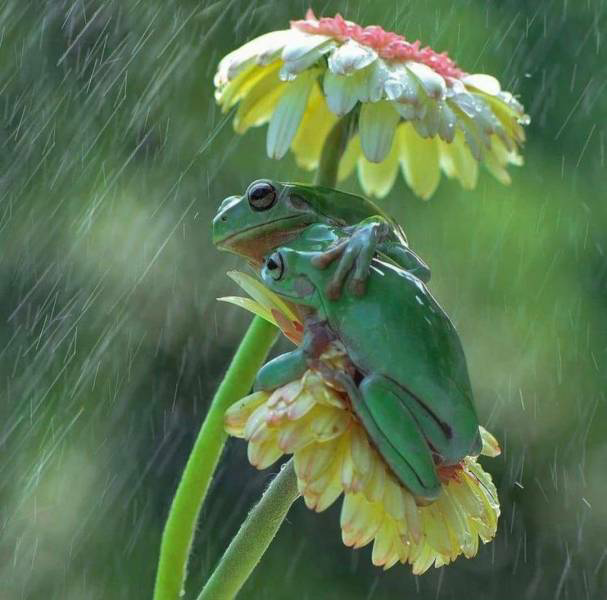 Love frogs in rain with flower umbrella Blank Meme Template