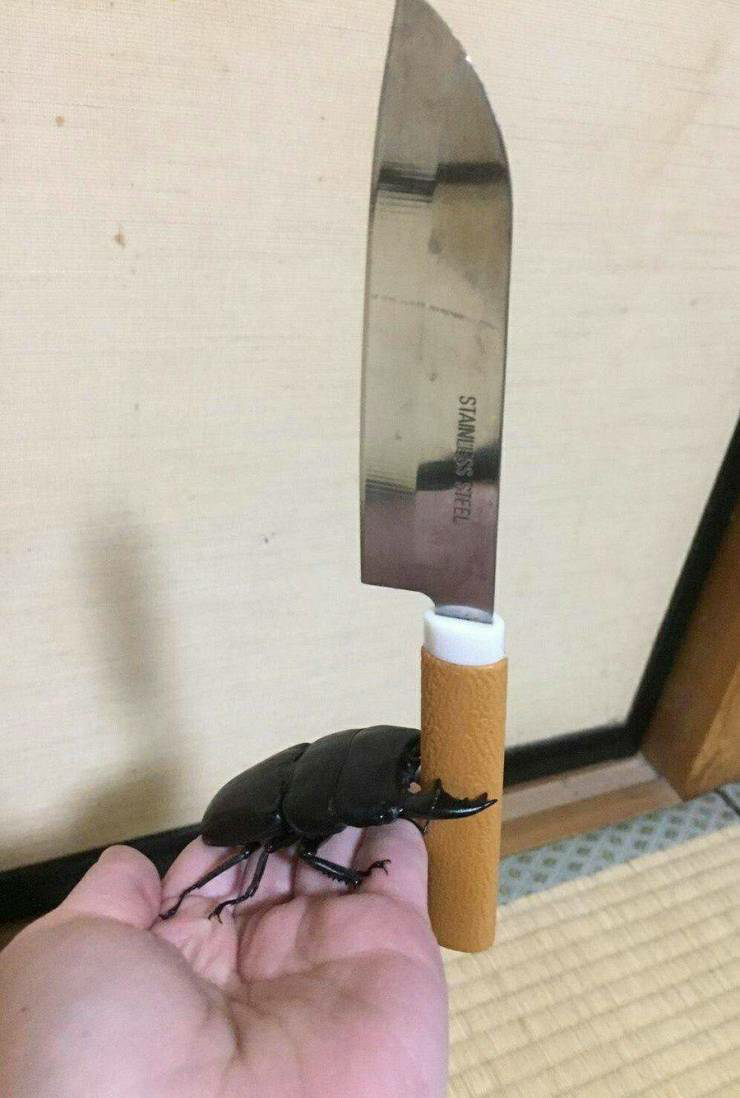 High Quality Beetle holding a knife Blank Meme Template