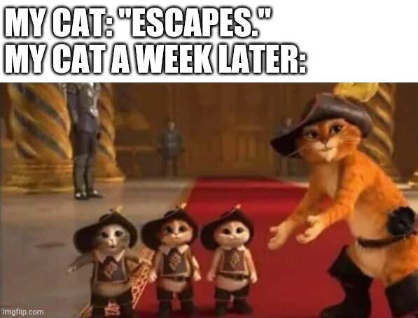 Nobody: | MY CAT: "ESCAPES."
MY CAT A WEEK LATER: | image tagged in my cat | made w/ Imgflip meme maker