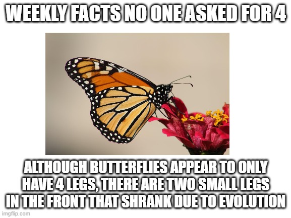 this is a male monarch! | WEEKLY FACTS NO ONE ASKED FOR 4; ALTHOUGH BUTTERFLIES APPEAR TO ONLY HAVE 4 LEGS, THERE ARE TWO SMALL LEGS IN THE FRONT THAT SHRANK DUE TO EVOLUTION | image tagged in weekly facts no one asked for | made w/ Imgflip meme maker
